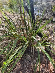 Dianella brevipedunculata