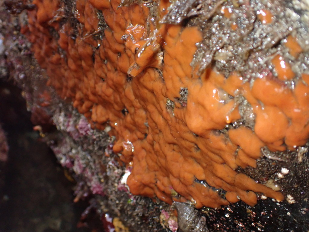 Atka membrane sponge