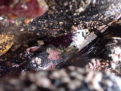 Strongylocentrotus purpuratus