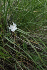 Lithophragma tenellum