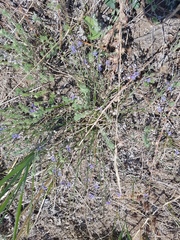 Polygala tenuifolia