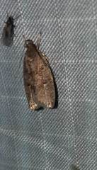 Psilocorsis reflexella