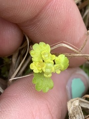 Chrysosplenium iowense