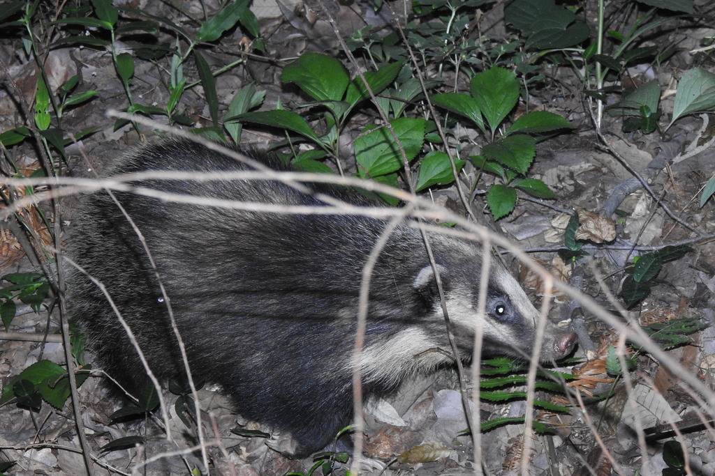 Northern Hog Badger in June 2022 by 红膝 · iNaturalist