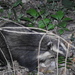 Northern Hog Badger - Photo (c) 红膝, some rights reserved (CC BY-NC), uploaded by 红膝