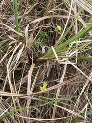 Chrysosplenium iowense