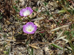 Clarkia speciosa immaculata