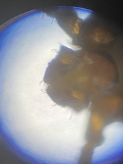 Haemaphysalis longicornis