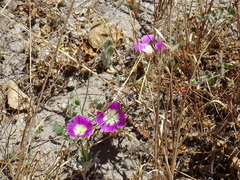 Clarkia speciosa immaculata