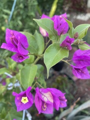 Bougainvillea