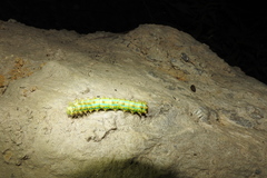 Saturnia pyretorum