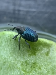 Ceutorhynchus erysimi