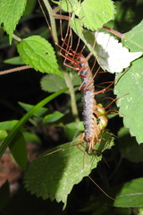 Thereuopoda clunifera