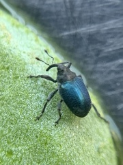 Ceutorhynchus erysimi