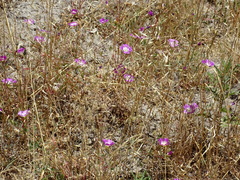 Clarkia speciosa immaculata