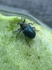 Ceutorhynchus erysimi