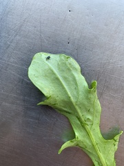 Ceutorhynchus erysimi