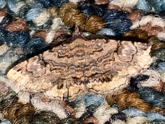 Toxonprucha repentis