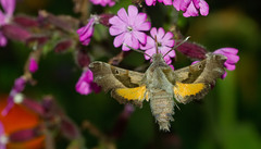 Proserpinus proserpina