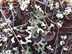 Xanthoparmelia semiviridis