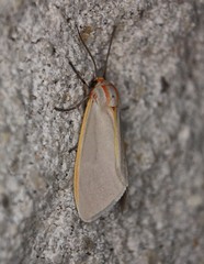 Pygarctia abdominalis