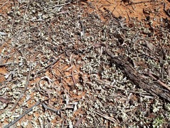 Xanthoparmelia semiviridis