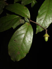 Mespilodaphne paradoxa