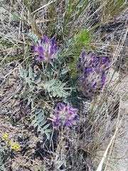 Astragalus laguroides