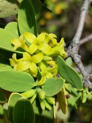 Wikstroemia