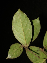 Mespilodaphne paradoxa