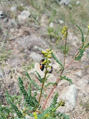 Mylabris quadripunctata