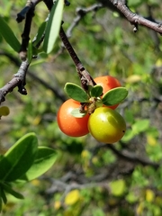 Wikstroemia