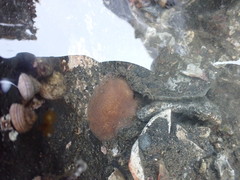 Kaburakia excelsa