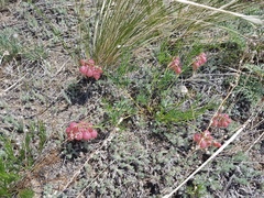 Astragalus chorinensis
