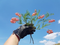 Astragalus chorinensis