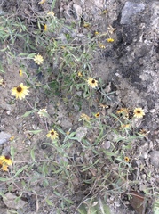 Sanvitalia fruticosa