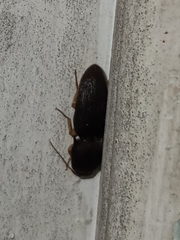 Heteroderes amplicollis