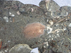 Kaburakia excelsa