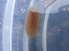 Kaburakia excelsa