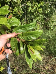 Quercus oglethorpensis