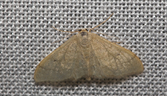 Idaea straminata