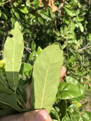 Quercus oglethorpensis