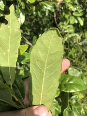 Quercus oglethorpensis