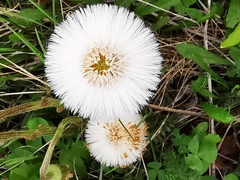Tussilago farfara