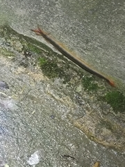 Scolopendra mutilans