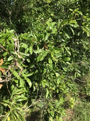 Quercus oglethorpensis