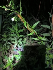 Scolopendra mutilans