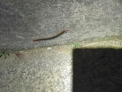Scolopendra mutilans