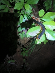 Scolopendra mutilans