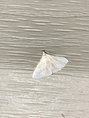 Macrochilo litophora